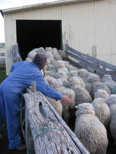 Herding the sheep for shearing