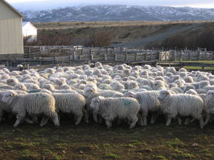 Sea of Sheep in Tierra Del Fuego