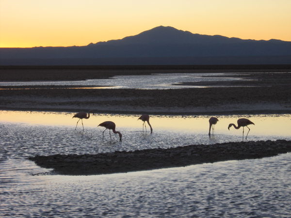 Flamingoes in the Atacama Salt Flat