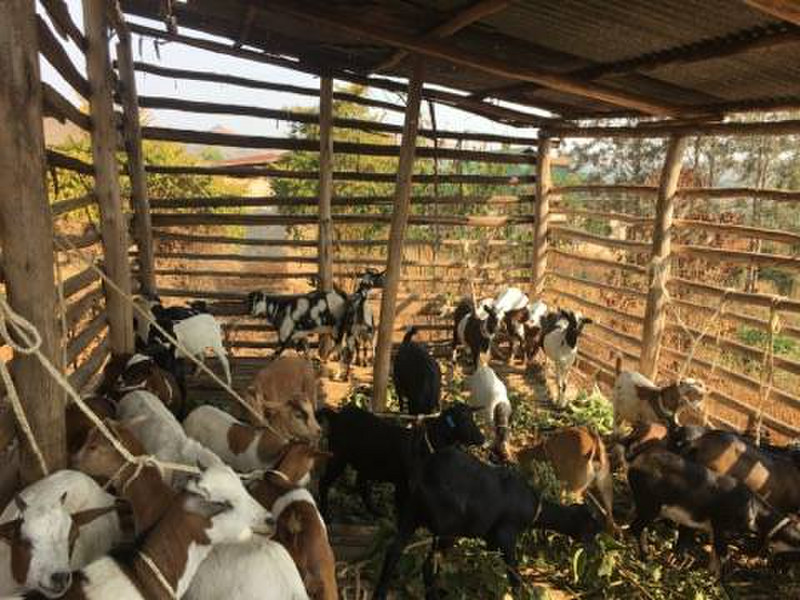 The 55 goats purchased for the Goat Project
