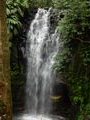 Bamboo waterfall