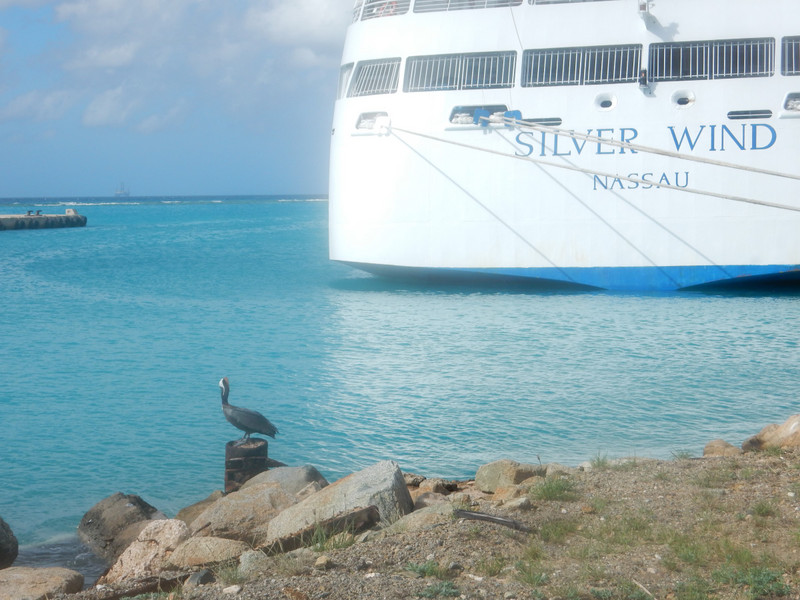 A pelican by the ship