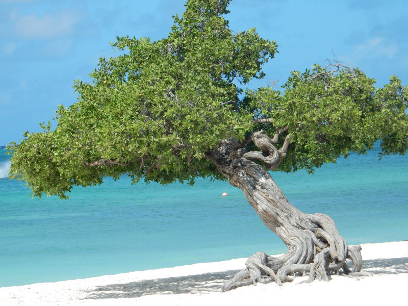Divi tree on Eagle Beach