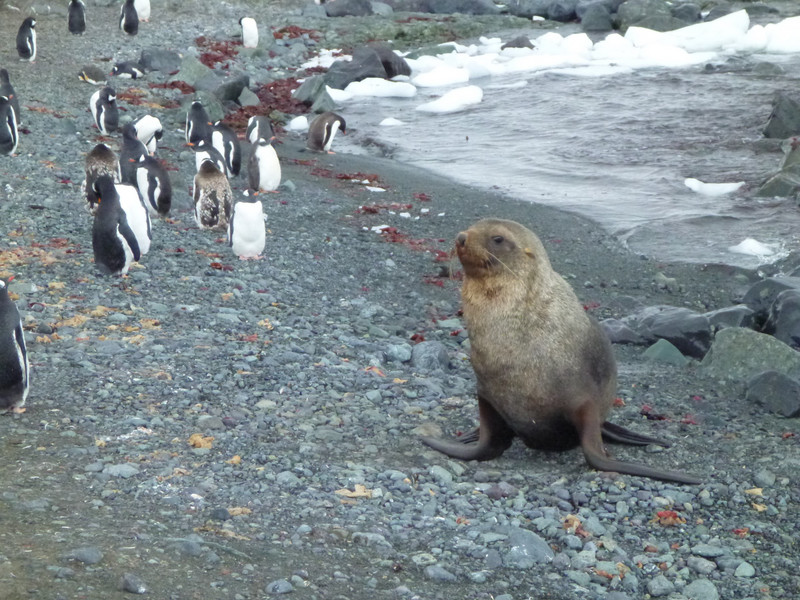 Fur seal and Gentoo penguins