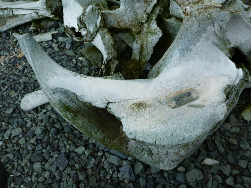 Whale skull