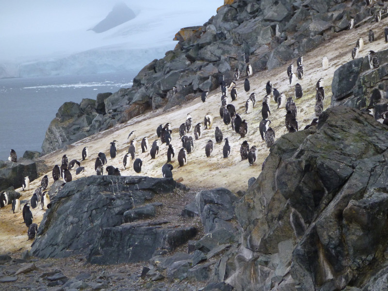 Penguins filling the only bit of beach