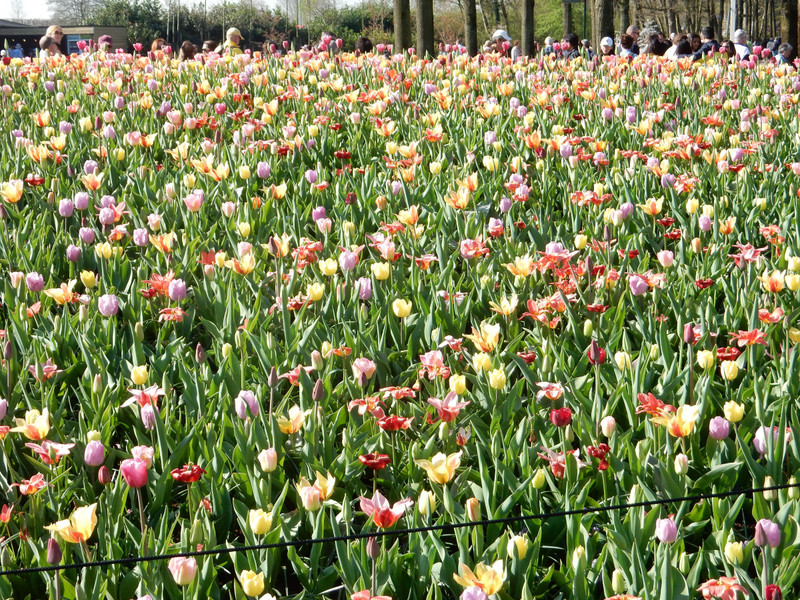 masses of tulips