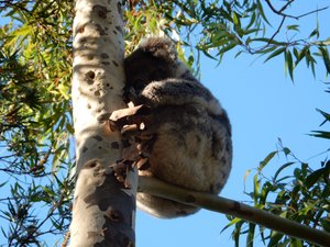 Koala in a  tree
