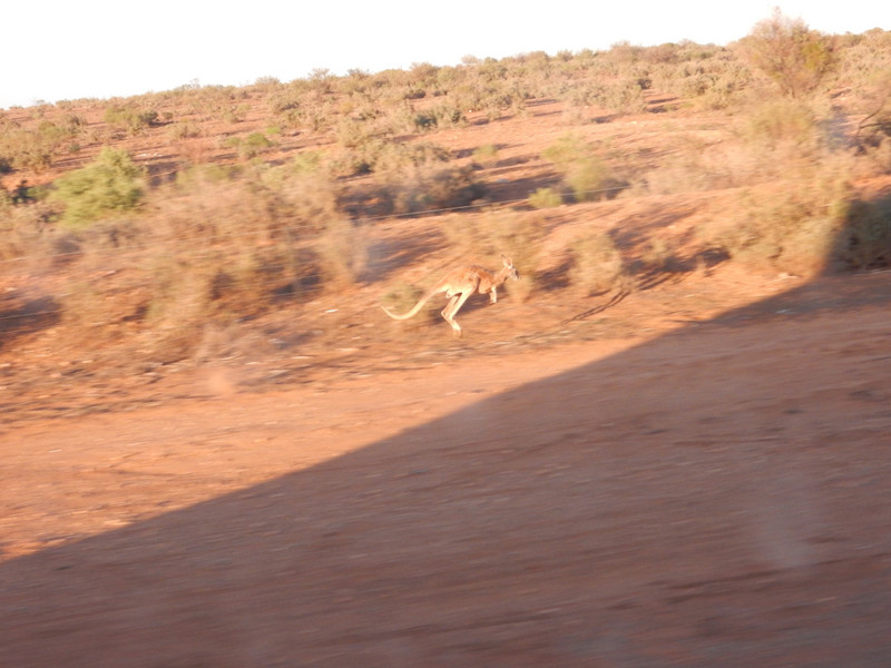 Kangaroo trying to beat the train