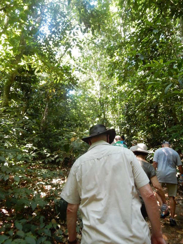 Trek through rain forest