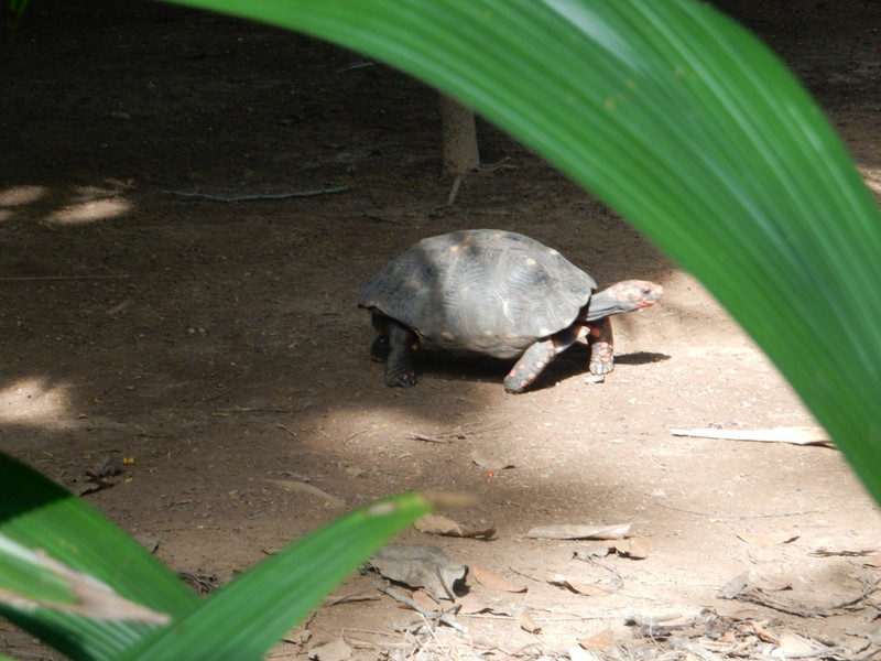 Turtle in Botanical Garden