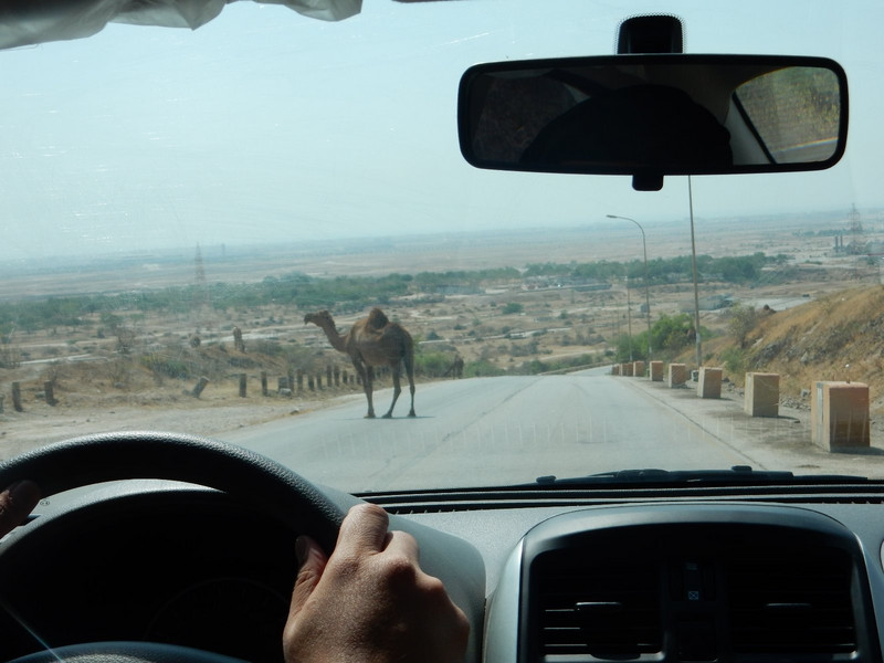 Another camel crossing