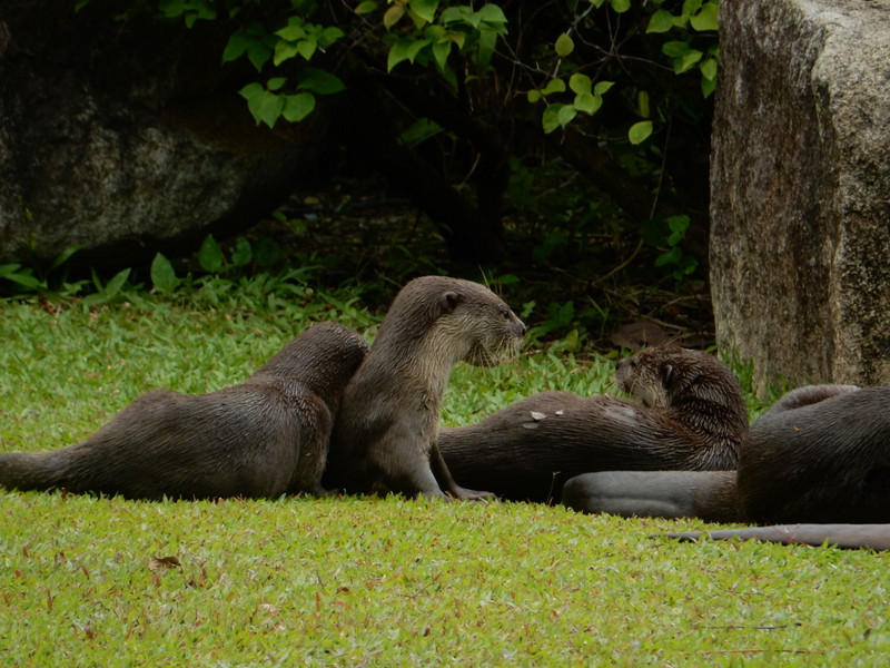 Otters in the Garden