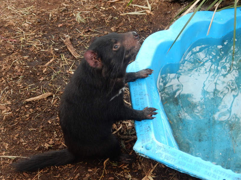 Tasmanian devil at drink pool