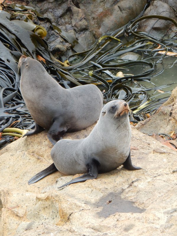 Baby NZ fur seals