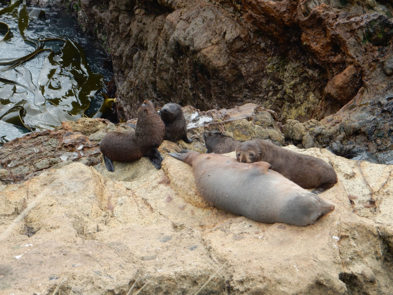 NZ baby fur seals with mum