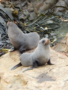 Baby NZ fur seals