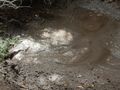 Bubbling mud pool