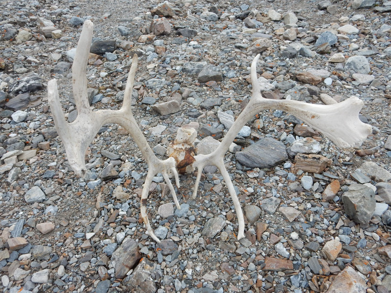 Cast off antlers