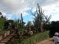 Amazing cacti