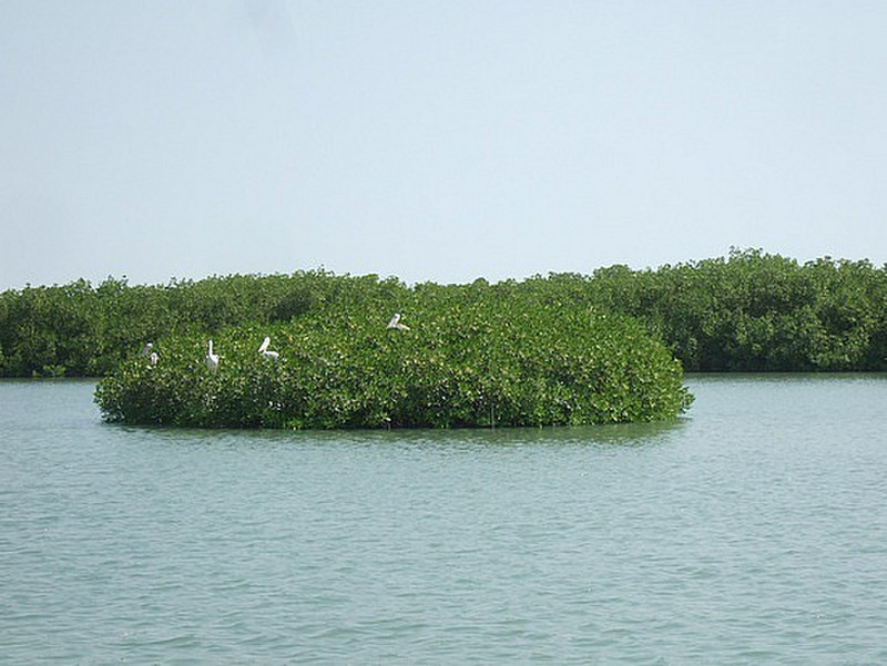pelican island