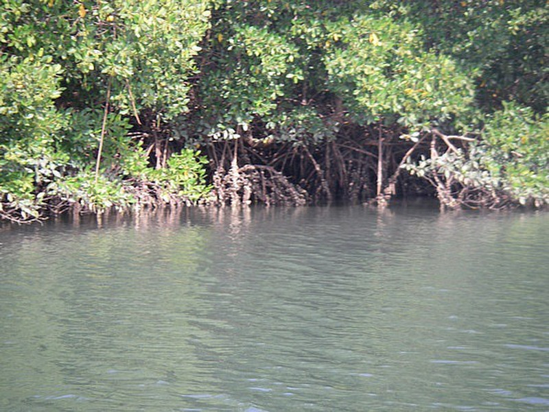 oysters cling to mangrove roots