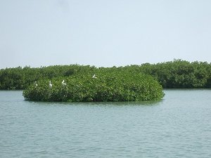 pelican island