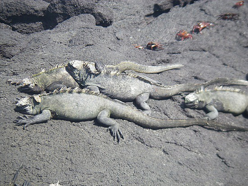 sunbathing iguanas
