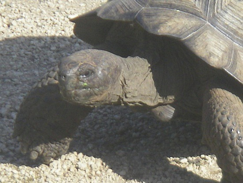 tortoise on the path