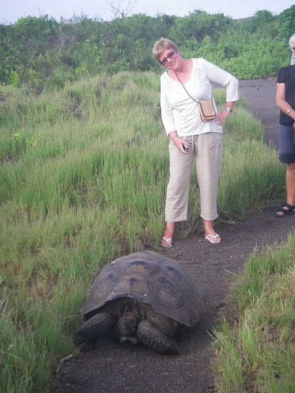 tiz behind tortoise