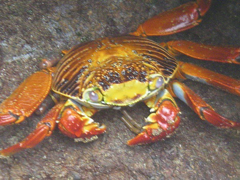 adult crab