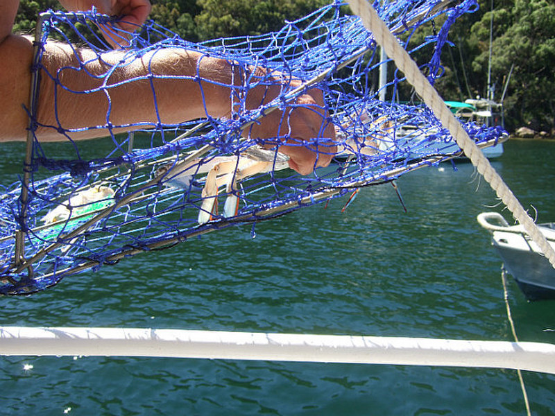 Taking the live crabs out of the net