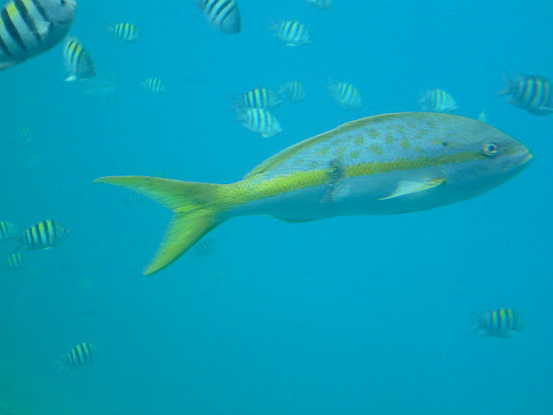 Yellow tailed fish