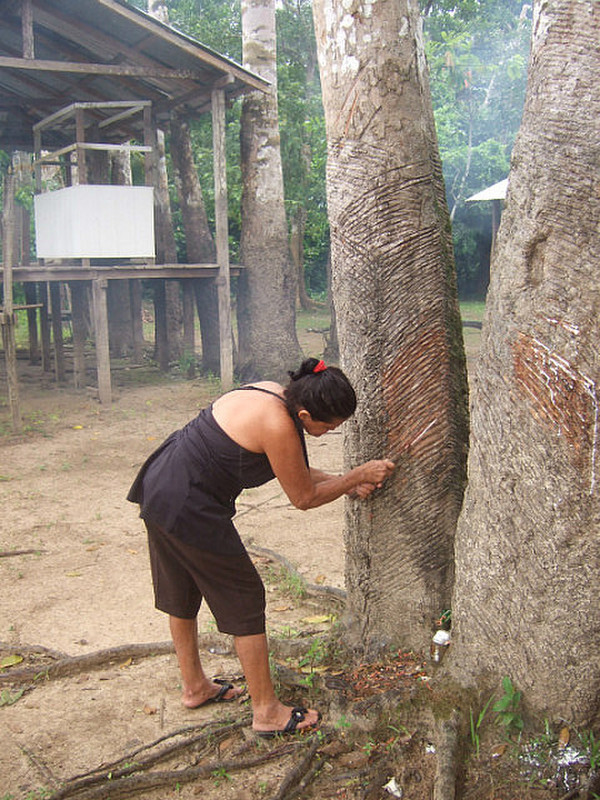 scoring rubber tree to get latex
