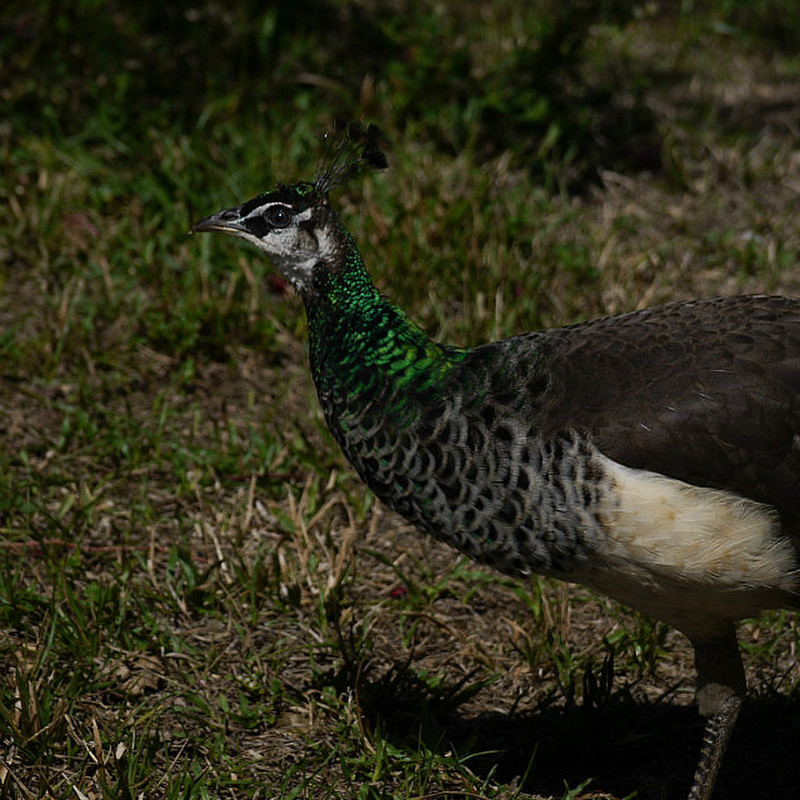 peacock in the hotel grounds