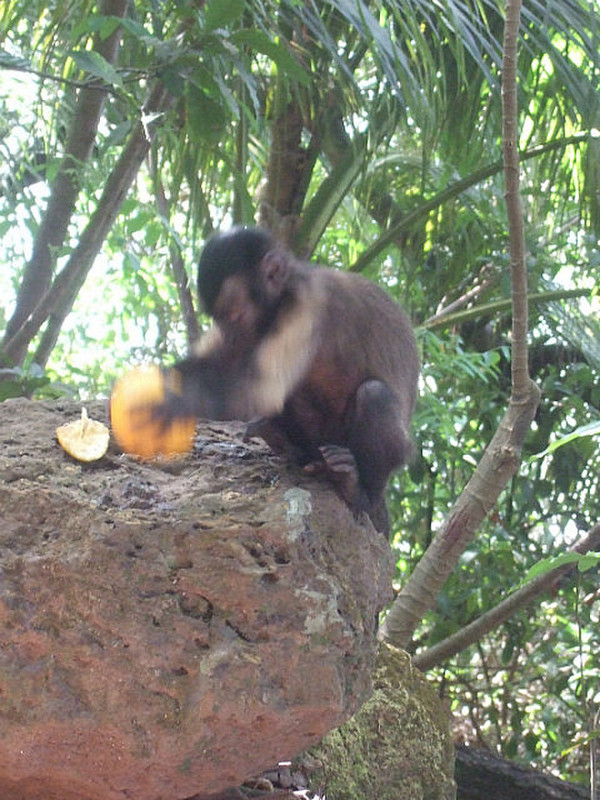 Monkey smashing an orange on a rock