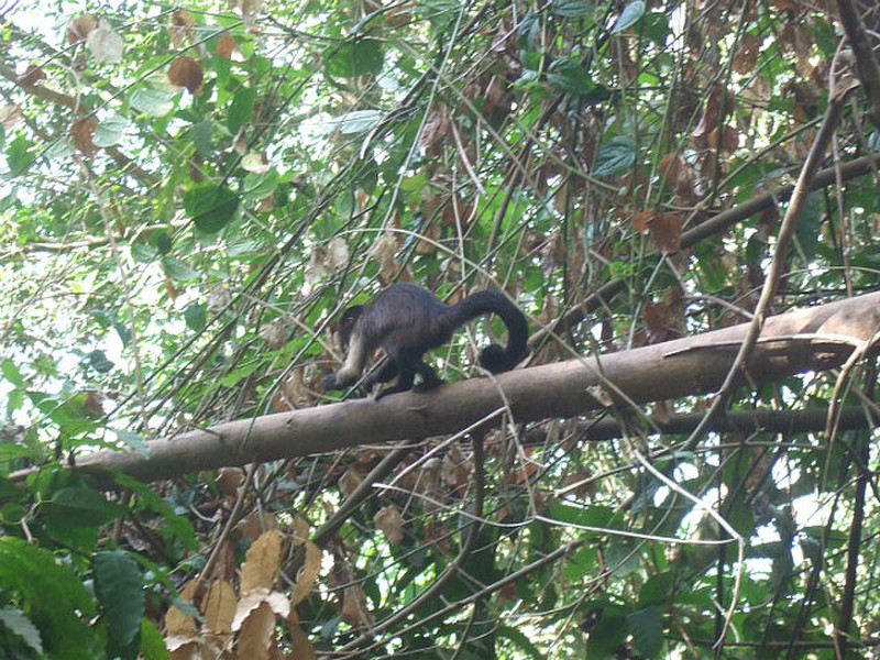 Another squirrel monkey