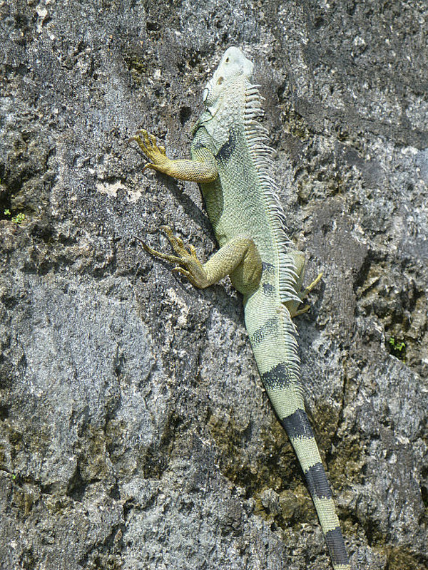 iguana on castle wall