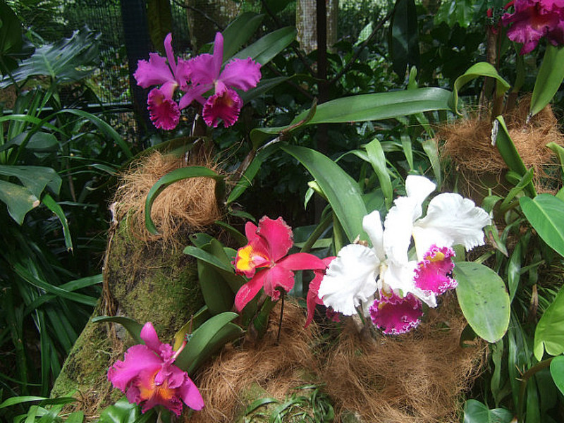 extraordinary orchids