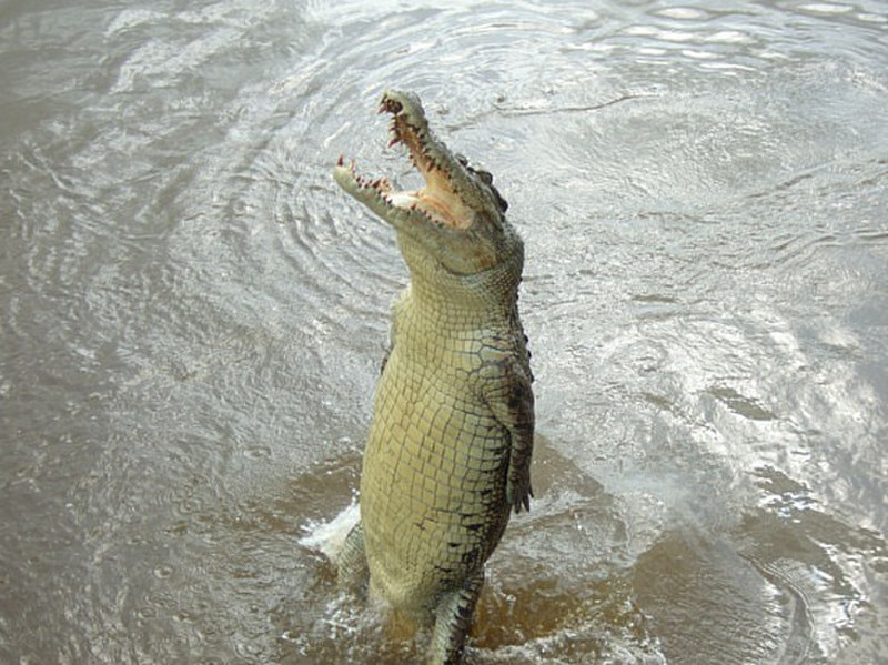 a hungry croc