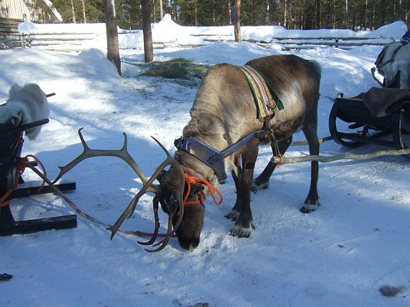 Our reindeer at the end of the trip