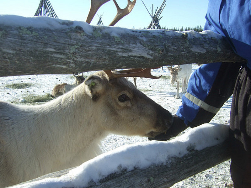 Stefan feeds a reindeer