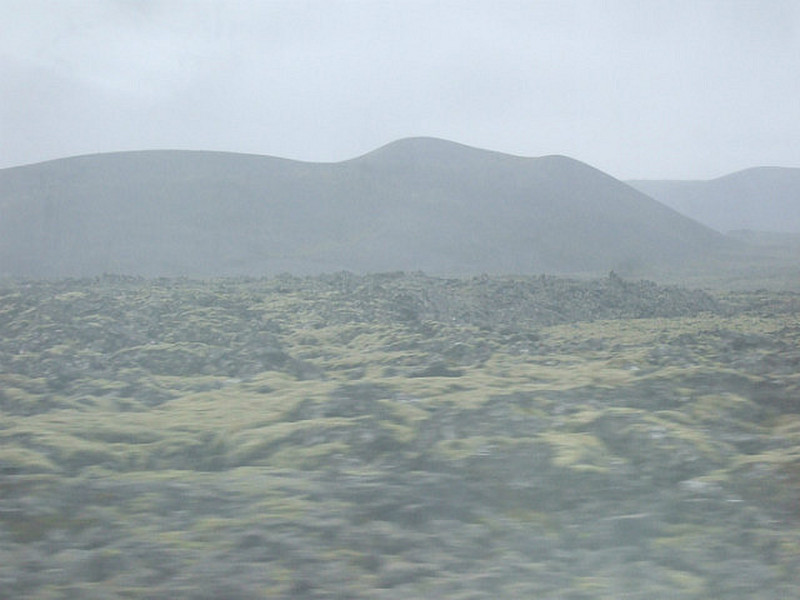 lichen on the lava fields