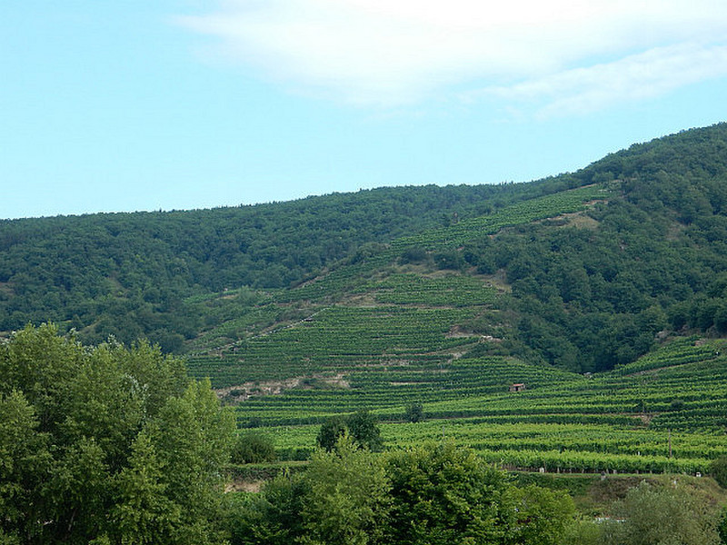 vineyards on the slopes