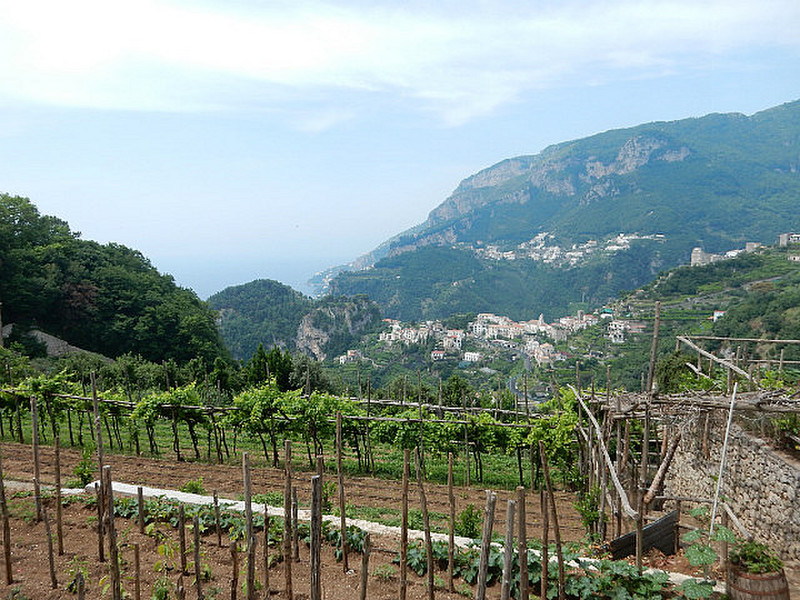 View over vines