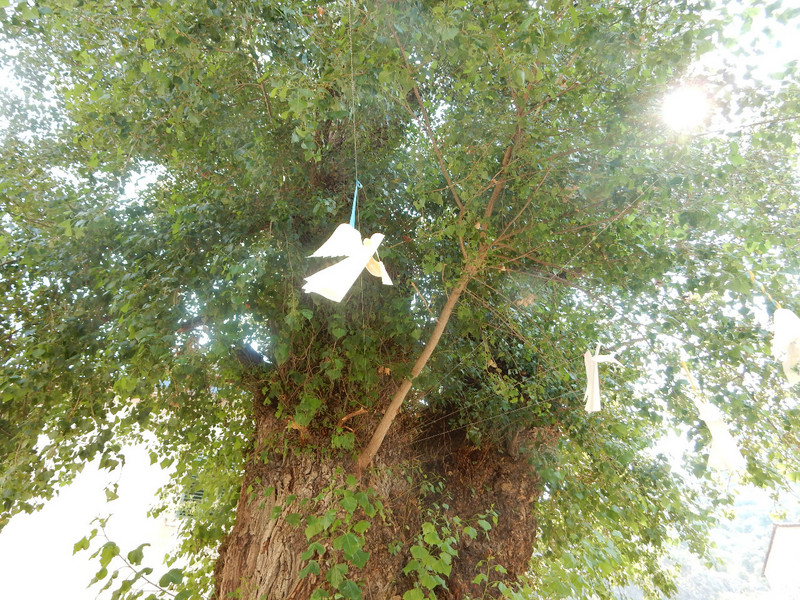 Ancient poplar in city square with paper angels