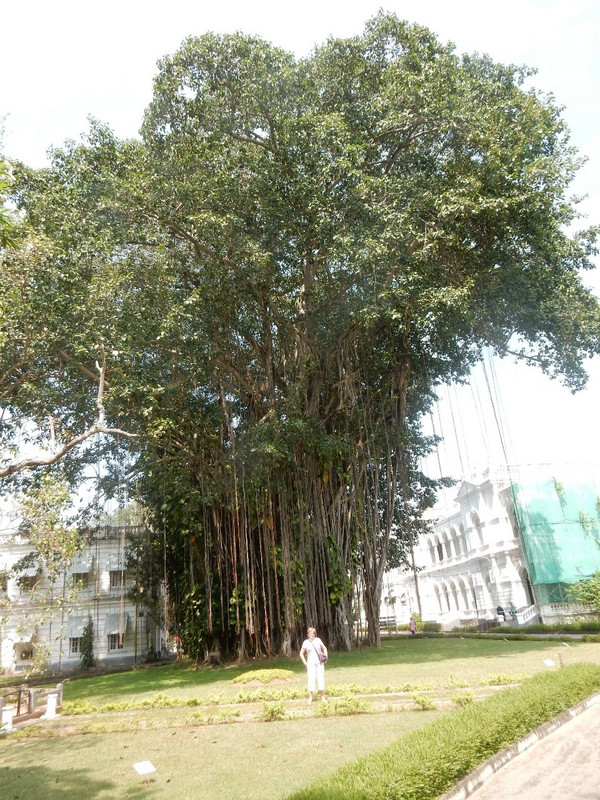 Huge Banyan tree in grounds of National Museum