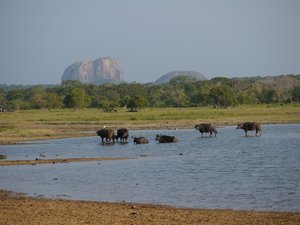 Water buffalo with Elephant Rock behind