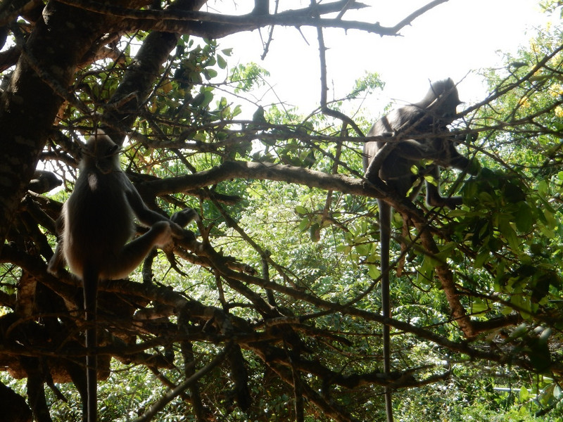 langur monkeys hang out