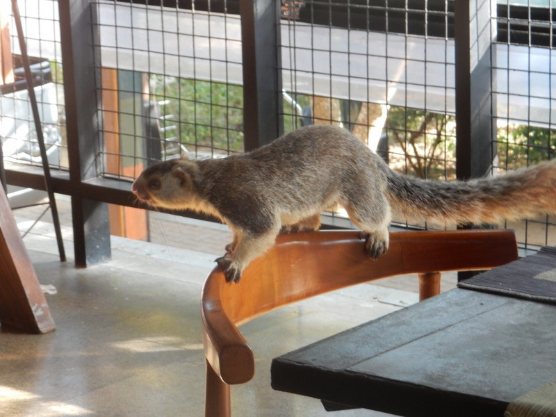 Giant squirrel at breakfast